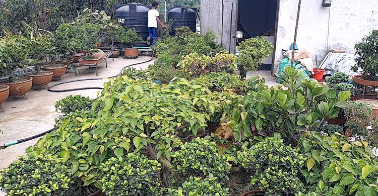 ১০০ টাকায় শুরু, এখন কোটি টাকার বনসাইয়ের মালিক সবুজ