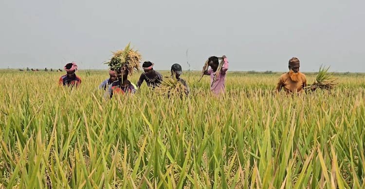 বজ্রপাতে &lsquo;প্রাণহানির শঙ্কা&rsquo; নিয়েই ধান কাটায় ব্যস্ত কৃষক