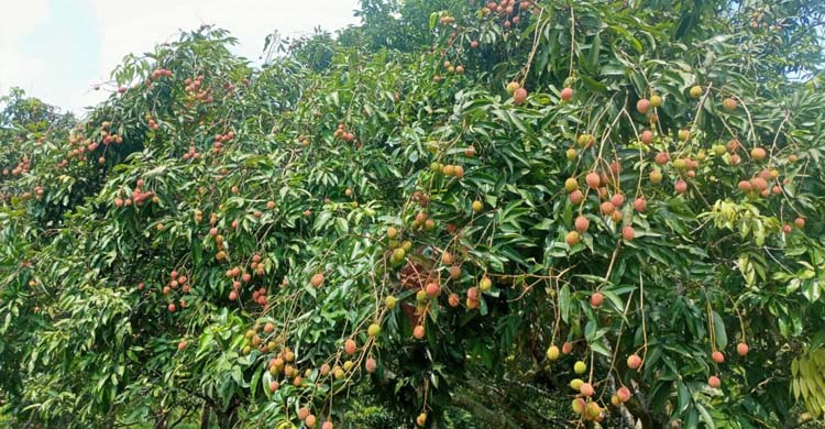 ফরিদপুরে এবার লিচুর ফলন বিপর্যয়