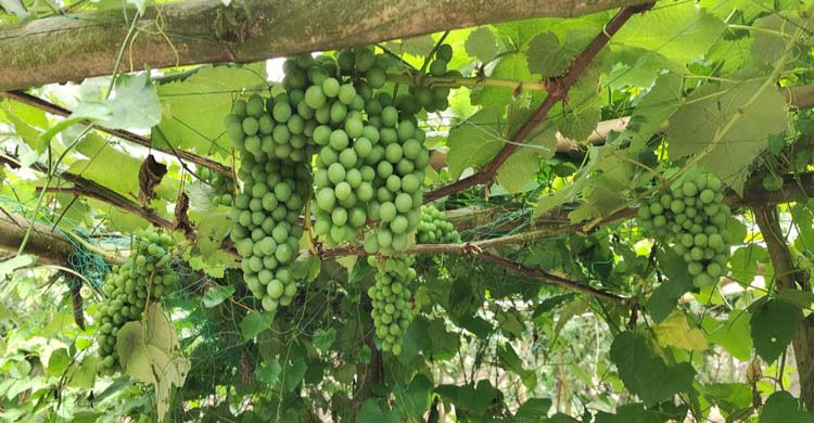 কলা-পান পেরিয়ে ড্রাগন-মাল্টায় রঙিন স্বপ্ন কৃষকের