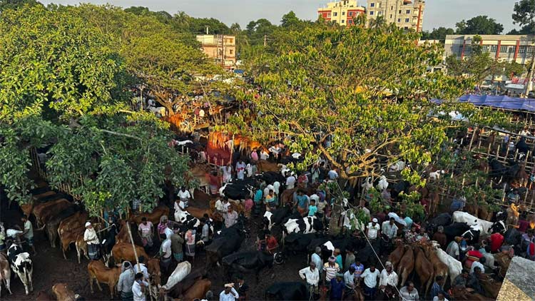 হাটে গরু কেনার লোক কম, দেখার লোক বেশি