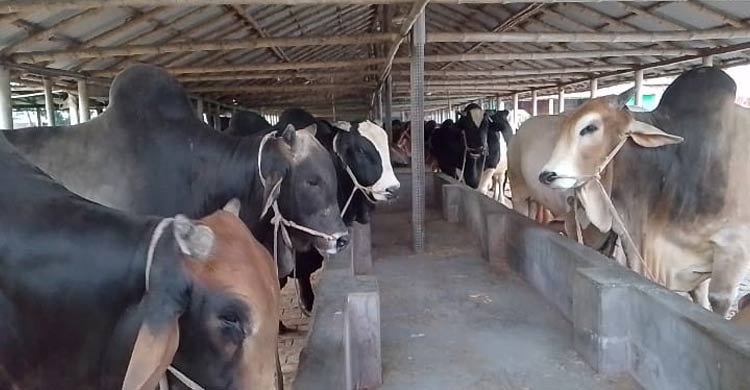 ঈদে চমক বাড়িয়েছে রেকাত আলীর গোলাপি মহিষ