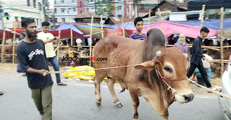 রাজধানীতে জমে উঠছে পশু বেচাকেনা, ছোট ও মাঝারি গরুর চাহিদা বেশি