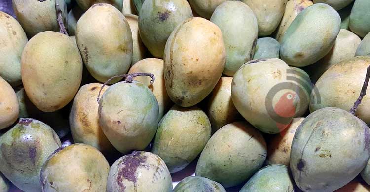 গরম-ঈদের ছুটিতে আম চাষির সর্বনাশ