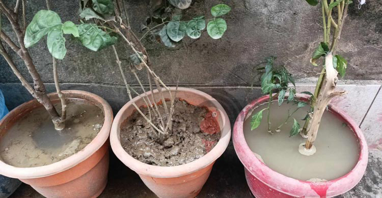 করোনা ও ডেঙ্গুর সঙ্গে ভোগাচ্ছে চিকুনগুনিয়াও