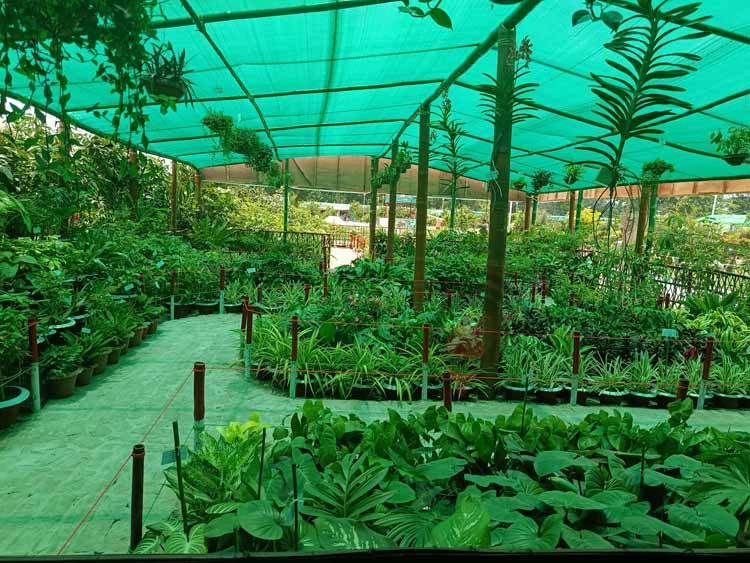 মেলা শুরু, পাওয়া যাচ্ছে হাজার প্রজাতির বৃক্ষ