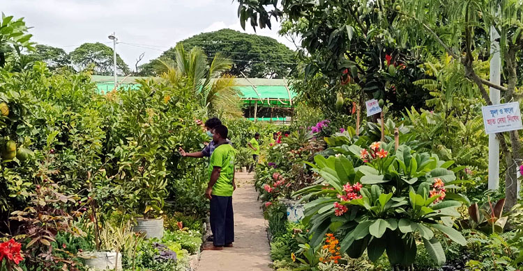 বৃক্ষমেলায় ‘বিলুপ্তপ্রায়’ যত গাছ