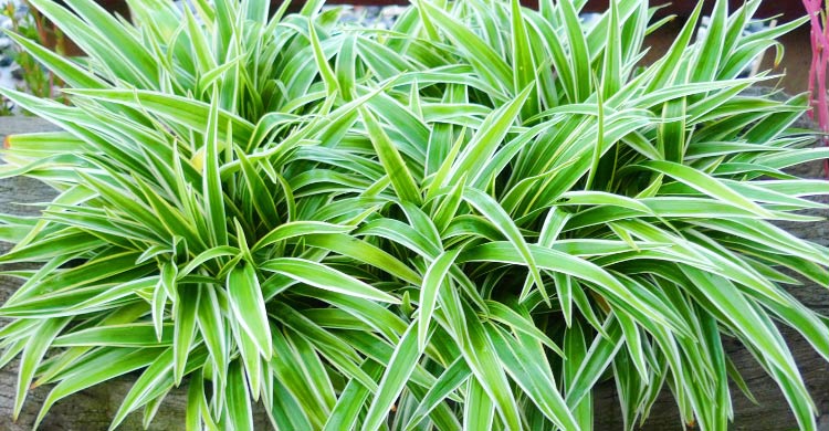 স্পাইডার প্ল্যান্টের সহজ যত্ন