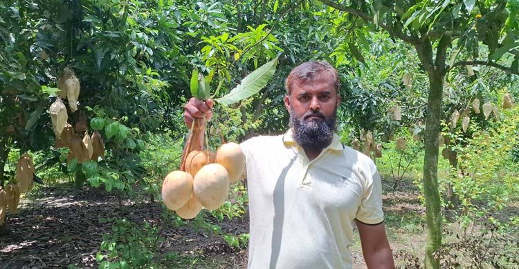 চাকরি না পেয়ে আম চাষের শুরু, আজ সফল উদ্যোক্তা সজিব