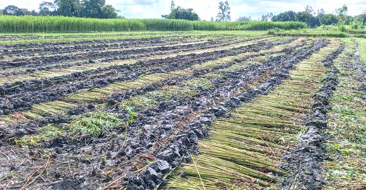 পানি সংকটে সোনালি আঁশ এখন কৃষকের গলার ফাঁস