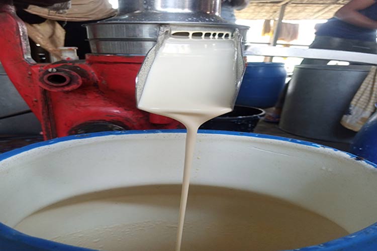 বড় হচ্ছে বাজার, সিরাজগঞ্জে দিনে বিক্রি হয় দেড় কোটি টাকার দুধ