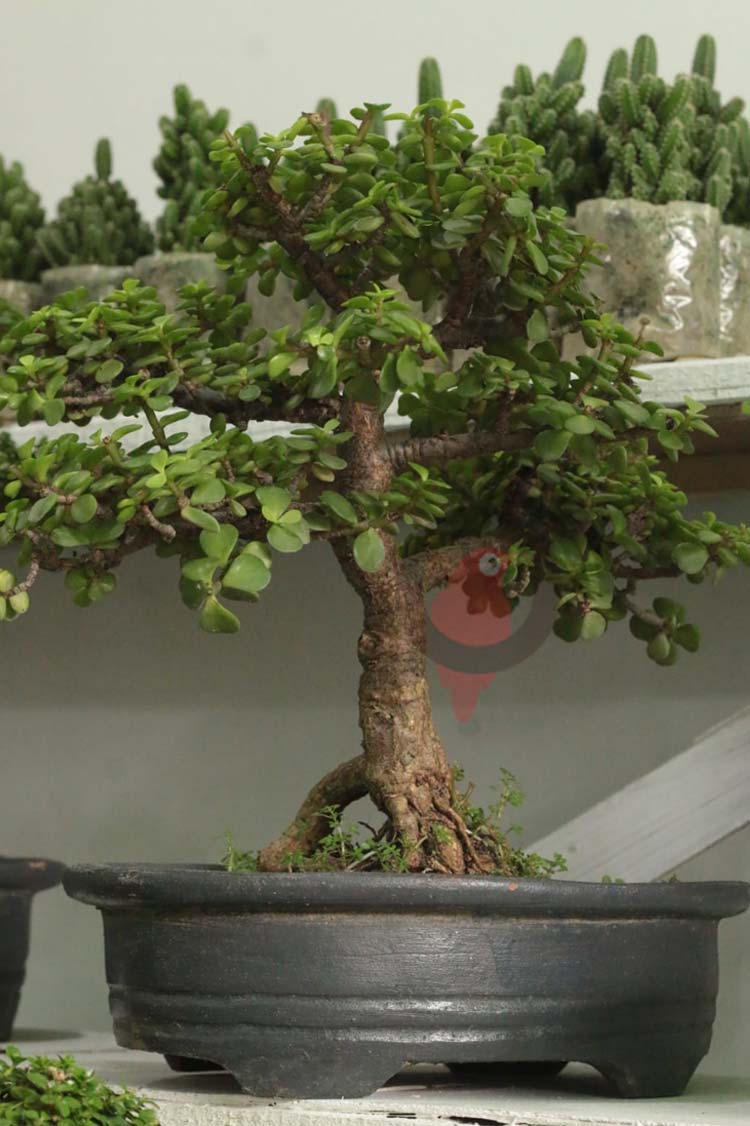আপনি কি বনসাই প্রেমী? তাহলে জলদি করুন