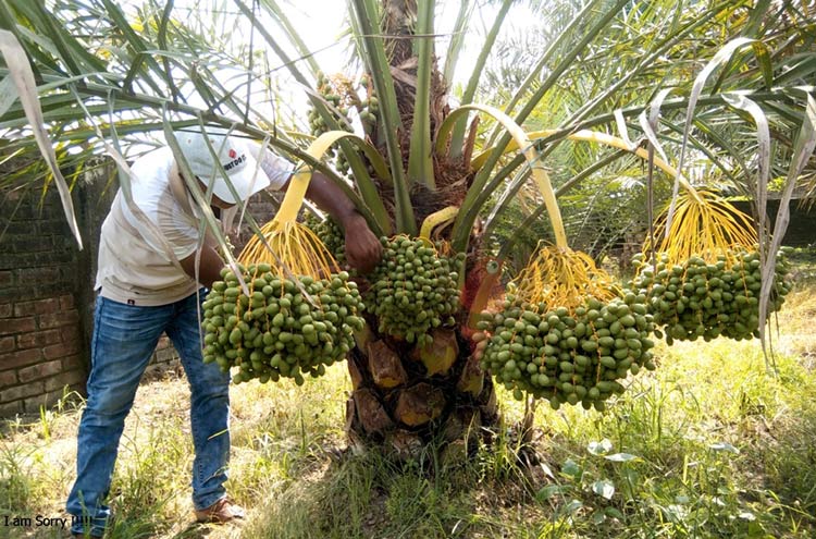 খেজুর চাষে সফল দিনাজপুরের জাকির