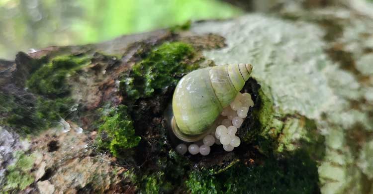 গাছেই পুরো জীবনচক্র সম্পন্ন করে গেছো শামুক: রাবিতে গবেষণা