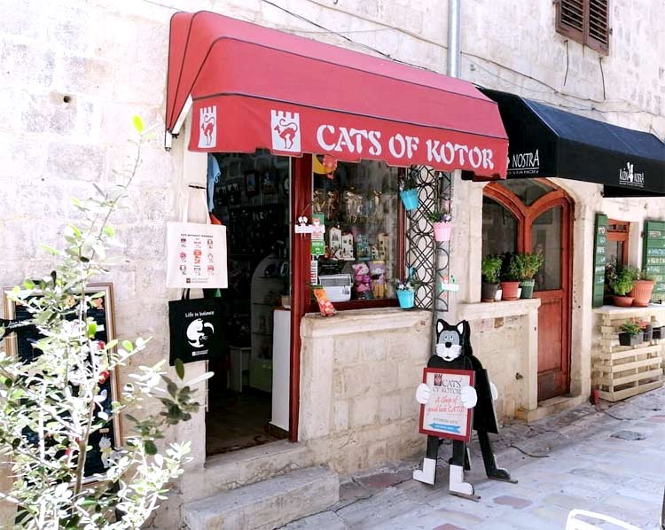 যে শহর বিড়ালপ্রেমীদের জন্য স্বর্গরাজ্য