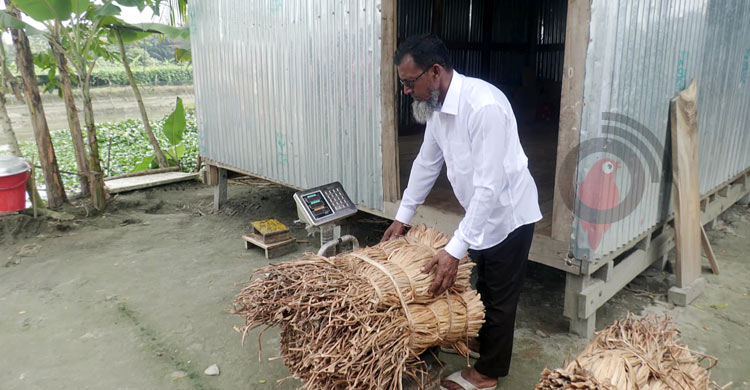 এক মণ কচুরিপানা বিক্রির টাকায় মিলছে দুই মণ ধান