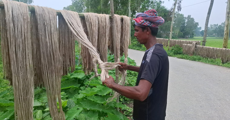 টাঙ্গাইলে পাট চাষে কৃষকের মুখে হাসি