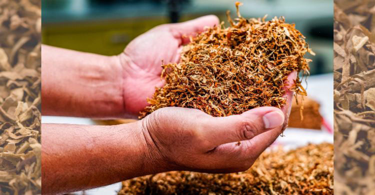 সিগারেট বেশি ক্ষতিকর নাকি জর্দা
