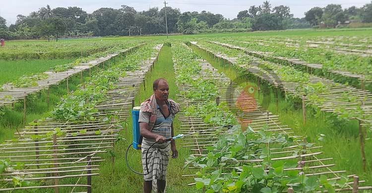 শিমের রাজ্যে ভাইরাসের হানা, দিশেহারা কৃষক