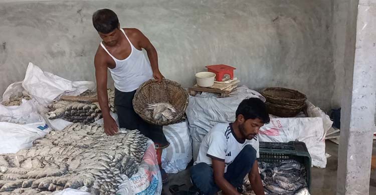 মৌসুমের শেষ সময়ে প্রস্তুত হচ্ছে নোনা ইলিশ