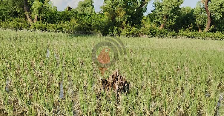 উজাড় বনের গাছ, হুমকিতে কুয়াকাটা উপকূল