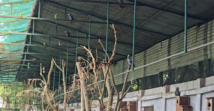 অযত্নে ভুগছে গাজীপুর সাফারি পার্ক, ধুঁকছে প্রাণী