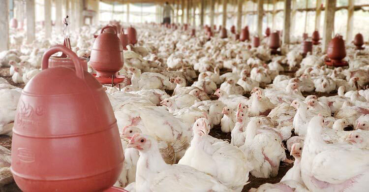 কাঁচামাল সস্তা হলেও কমছে না প্রাণিখাদ্যের দাম