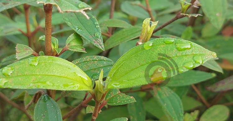 পঞ্চগড়ে কুয়াশাচ্ছন্ন ভোরের আকাশে শীতের হাতছানি