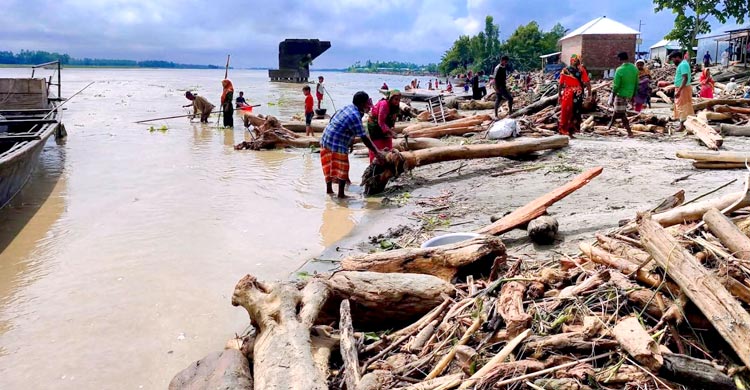 ‘লাল চন্দন’ ভেবে ভারত থেকে ভেসে আসা গা‌ছের গুঁড়ি বিক্রির ধুম