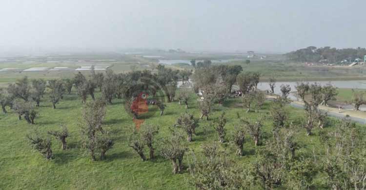 ১০ বছরে হাওরে পরিযায়ী পাখি কমেছে ৮৫ শতাংশ