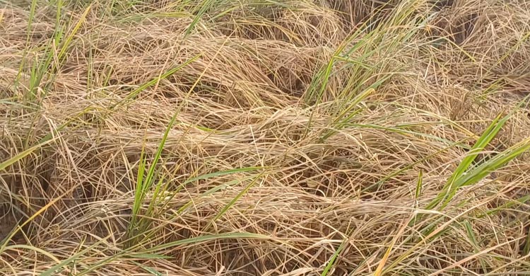 ধানের মাজরা পোকার আক্রমণে বিপর্যস্ত মেহেরপুরের কৃষকরা