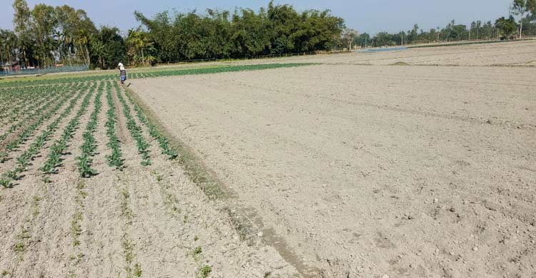 লালমনিরহাটে নন-ইউরিয়া সারের ‘কৃত্রিম’ সংকট, বিপাকে কৃষক