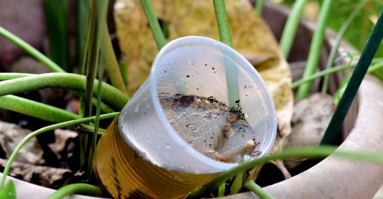 দ্বিতীয়বার ডেঙ্গু হওয়ার ঝুঁকি কতটা