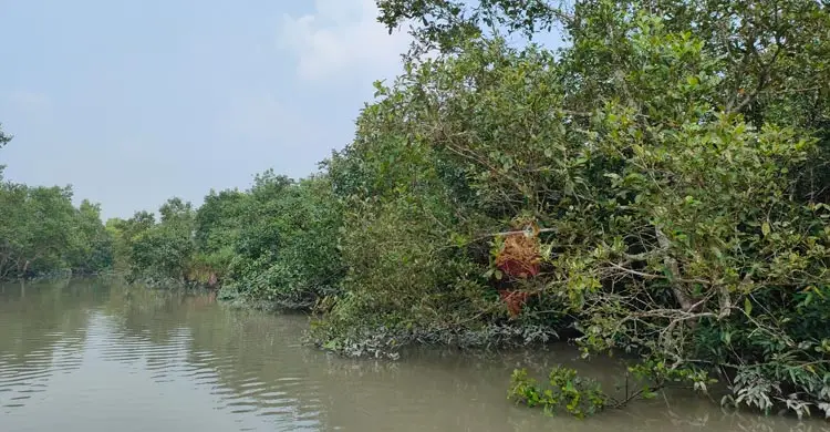 পর্যটন মৌসুমে নির্জন সুন্দরবন, সাতক্ষীরা রেঞ্জে শুধুই হতাশা