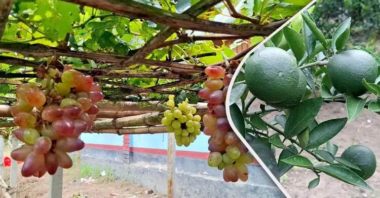 এক যুগে দেশে ফলের উৎপাদন বেড়েছে ৫০ লাখ টন