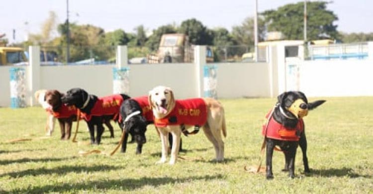 বিস্ফোরক-মাদক শনাক্তকারী ফিন-কোরি-স্যাম অবসরে