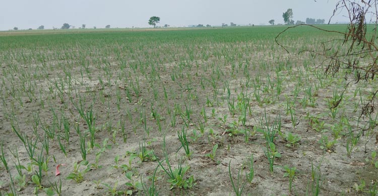 বেসরকারি বীজে নির্ভরশীল পাবনার কৃষি