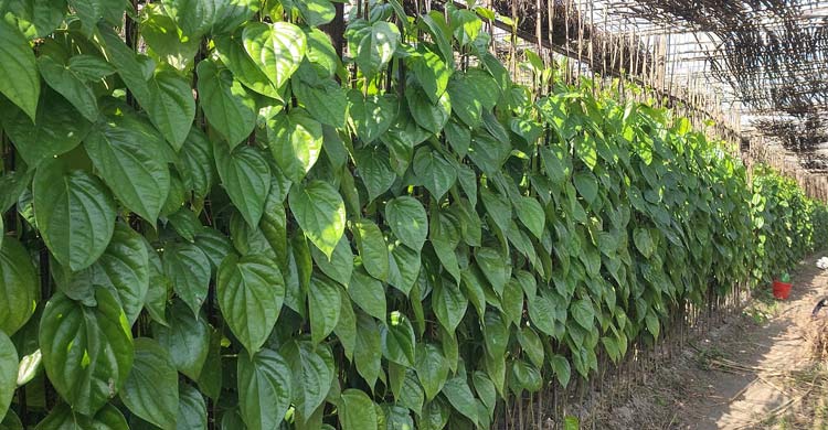 আয়-ব্যয়ের হিসাব মেলাতে নাজেহাল পান চাষিরা