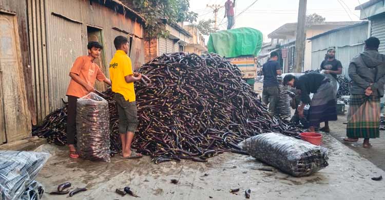 চরতিল্লি বাজারে প্রতিদিন ২০ লাখ টাকার বেগুন বেচাকেনা
