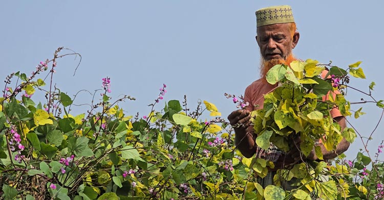 বরগুনার ‘সবজি গ্রামে’ ভাইরাসের আক্রমণ