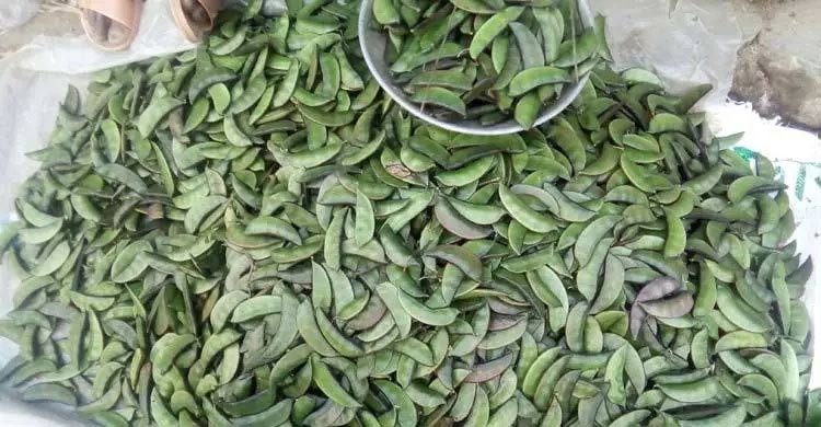 শরীর হাইড্রেটেড রাখে শিম