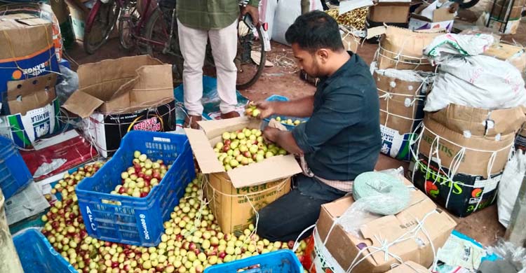 শার্শায় বাড়ছে কুল চাষ, কৃষি অর্থনীতিতে নতুন সম্ভাবনা