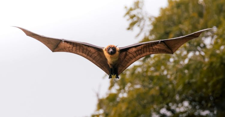 শীতে টাটকা খেজুরের রস থেকে হতে পারে ভয়াবহ বিপদ