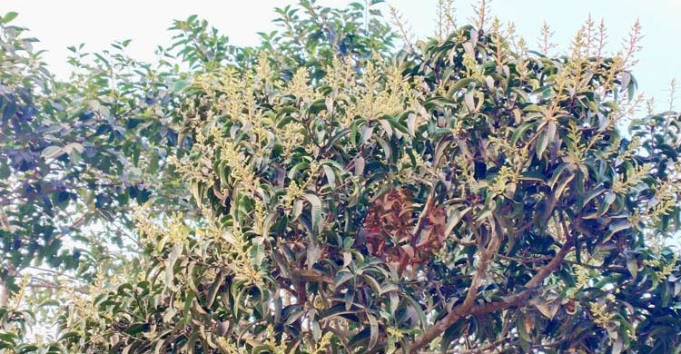 আগাম মুকুলে ছেয়ে গেছে আমবাগান, কুয়াশা নিয়ে দুশ্চিন্তায় চাষিরা