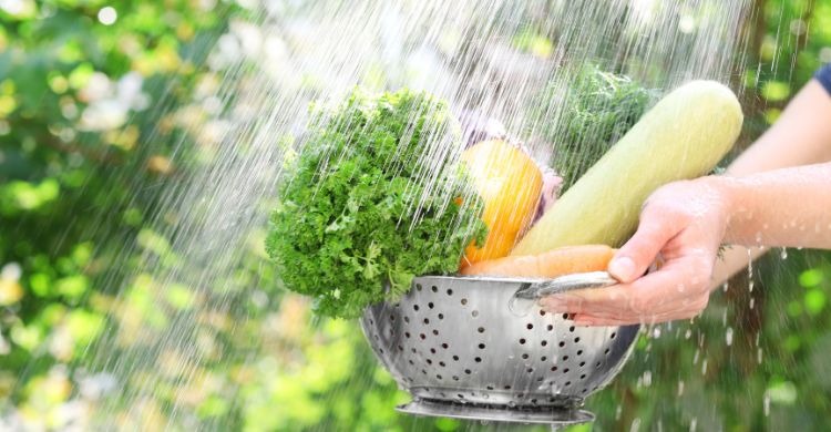 জাতীয় নিরাপদ খাদ্য দিবস/ ফল ও সবজি থেকে কীটনাশক দূর করবেন যেভাবে