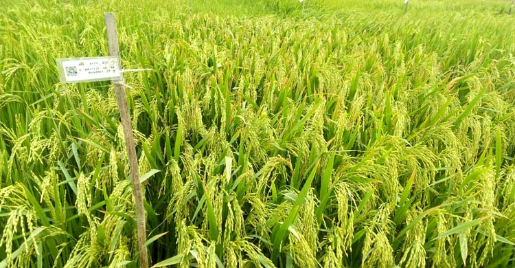 দেশের শস্য ভাণ্ডারে যুক্ত হলো ব্রি&rsquo;র নতুন ৬ জাতের ধান