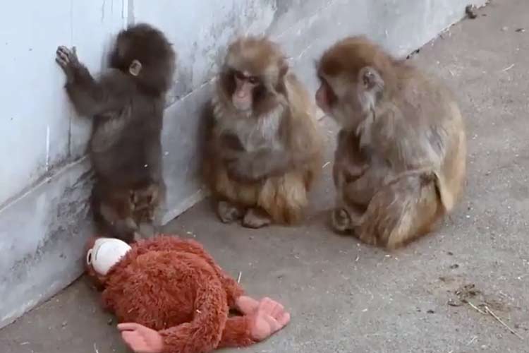 খেলনা মায়ের সঙ্গে শিশু বানর পাঞ্চের খুনসুঁটি