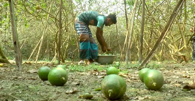 বাগান থেকে বাজার সব জায়গার লেবু দামে আগুন