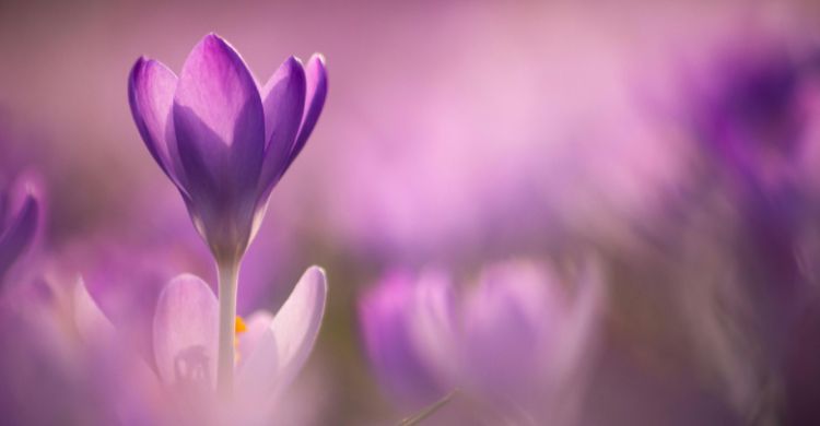 নারী দিবসের থিম রঙ বেগুনি কেন