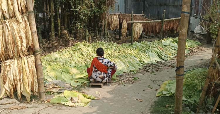 ক্ষতি জেনেও তামাক চাষে ঝুকছেন চাষিরা